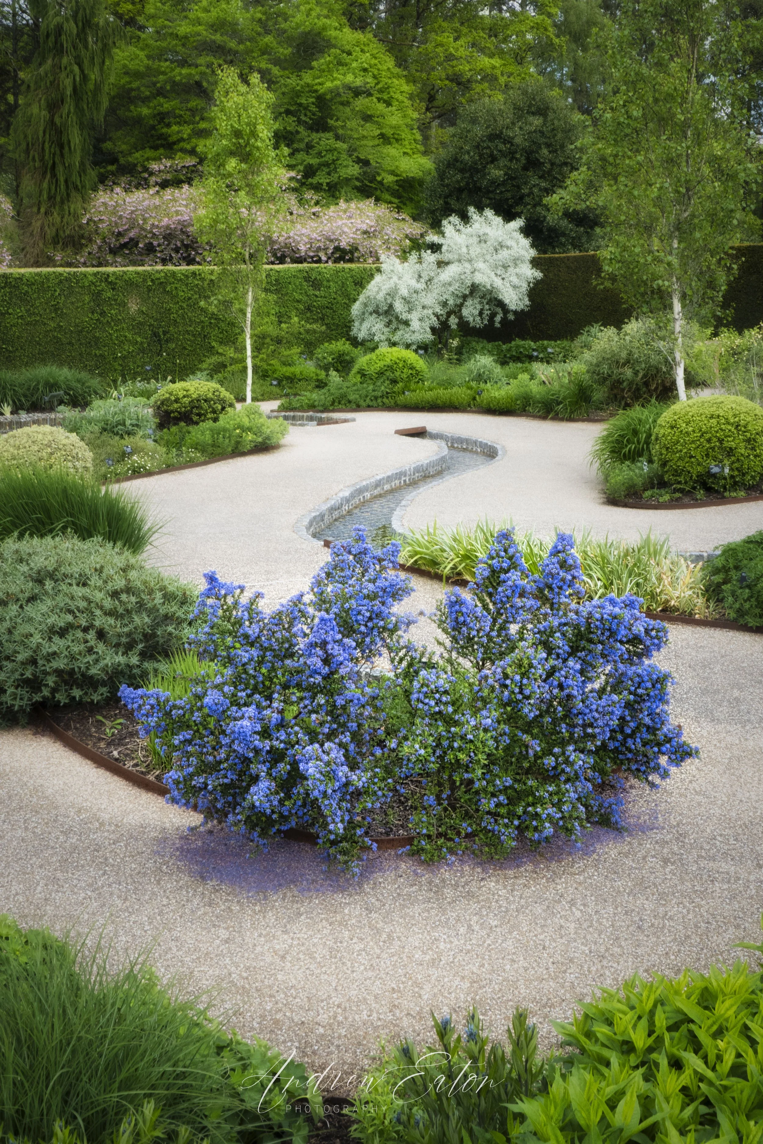 RHS Rosemoor Cool Garden