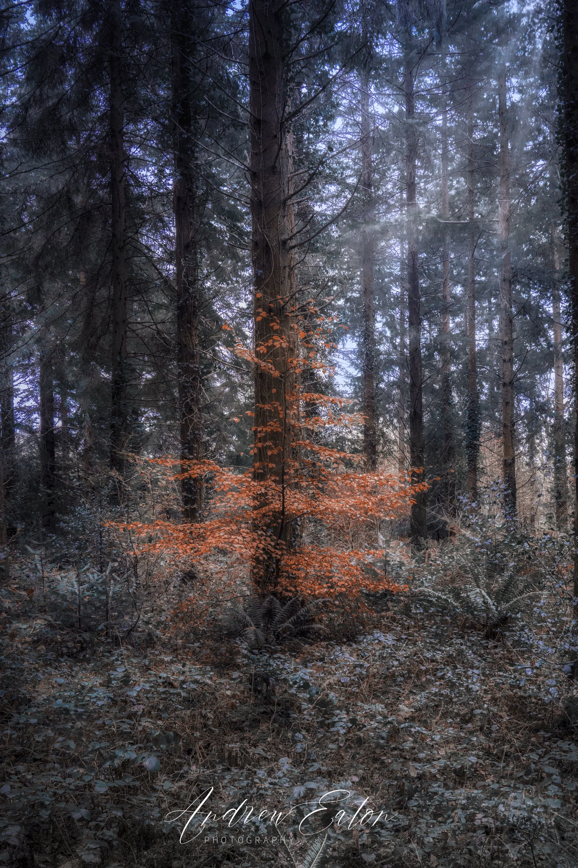 Autumnal Tree