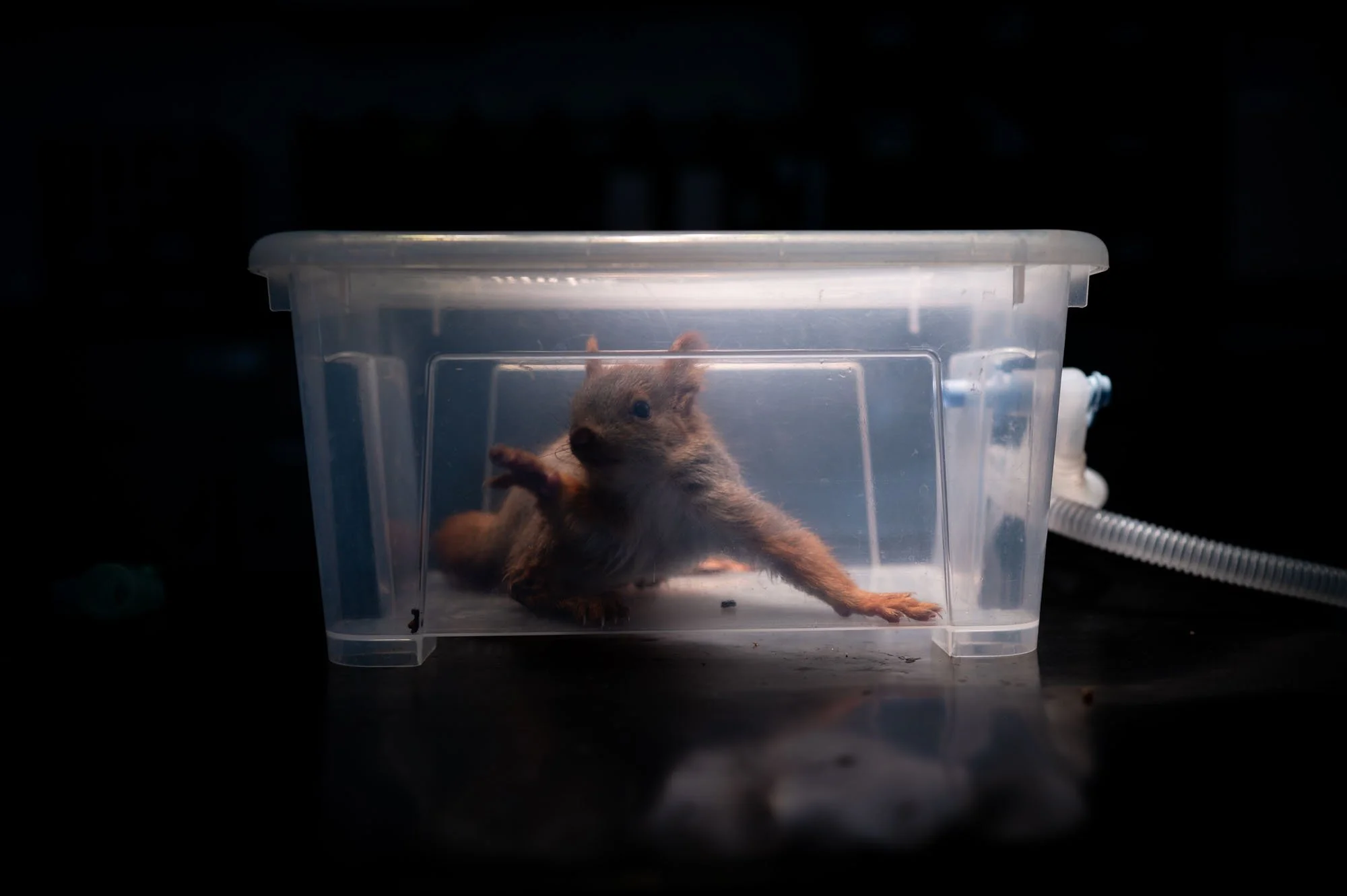 Giving Wildlife A Second Chance