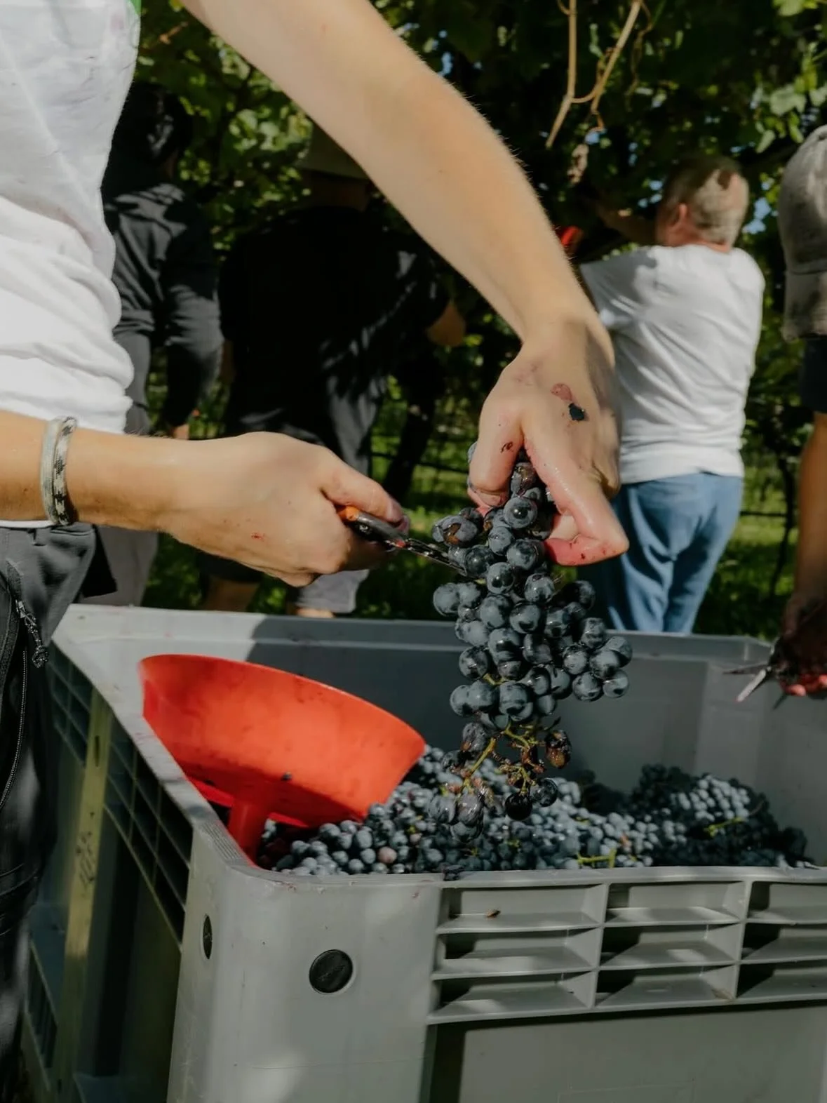 A fourth generation of winemakers currently run Azienda Agricola Foradori&rsquo;s but it was Elisabetta Foradori and Rainer Zierock&rsquo;s work that led to the salvage and regeneration of the Teroldego grape variety through their cultivation of the 