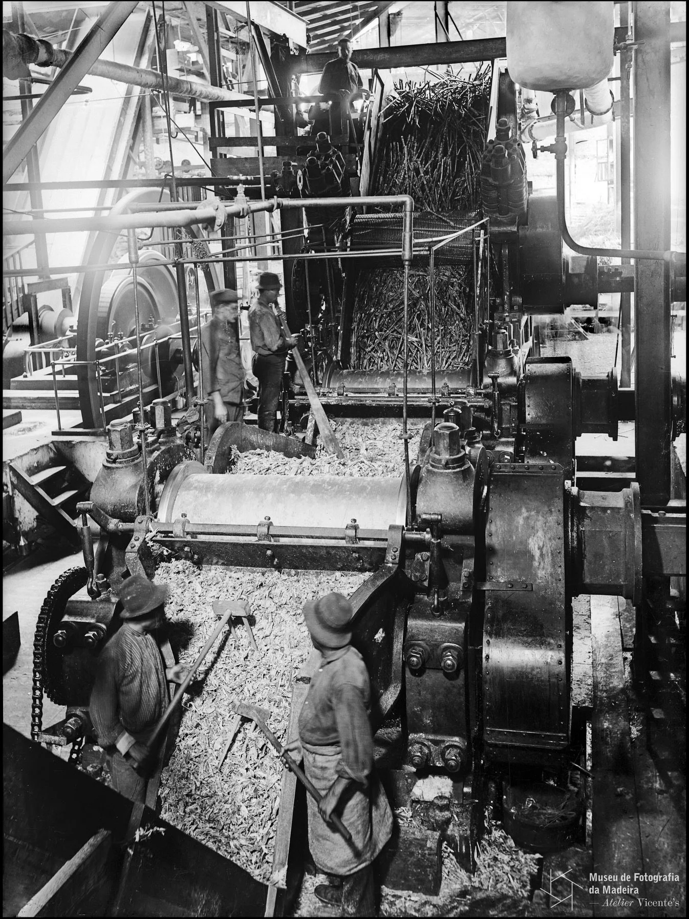 The cultivation of sugar cane on Madeira goes back to the pre-colonial era of the island; the climate, sun exposure, and water sources make the Portuguese island ideal for the cultivation and irrigation of sugar cane. Eugenho Novo Da Madeira, the cur