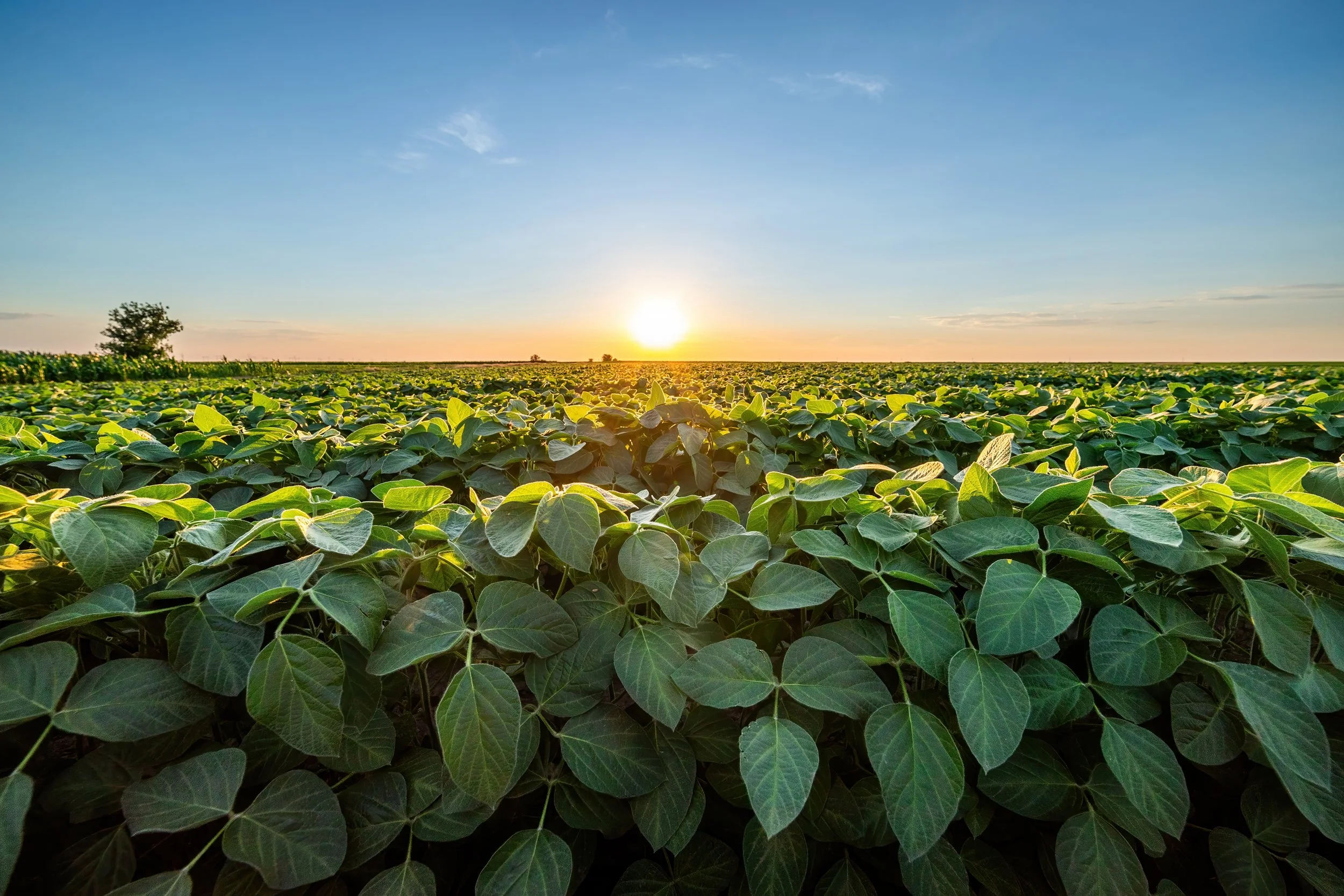 Weed Management Systems Contest is designed to catalyze innovation and support change