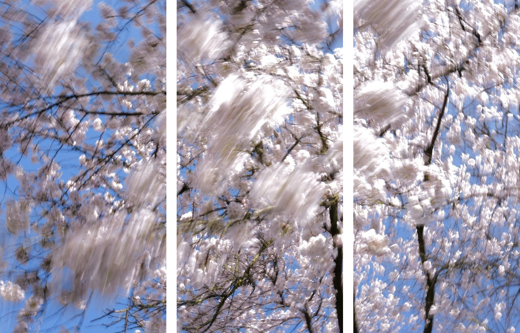 Motion-blurred image of a cherry blossom tree in full bloom against a blue sky, divided into three panels.