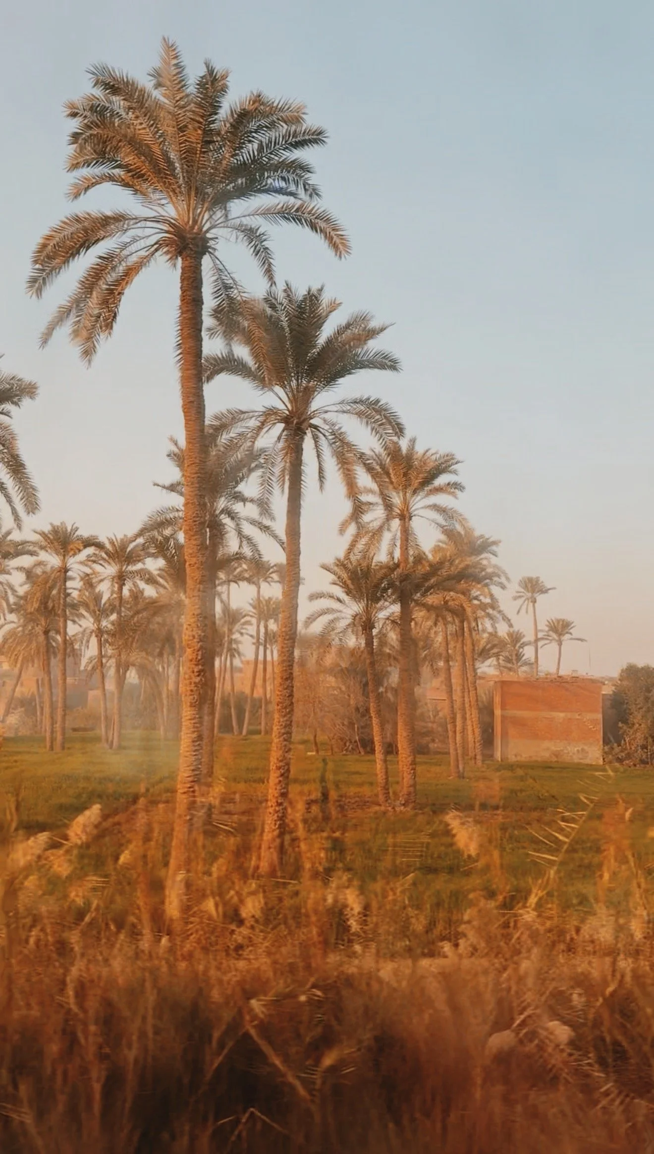 Tall date palms and green fields of the Nile Valley glowing in soft light, seen from the train between Luxor and Cairo.