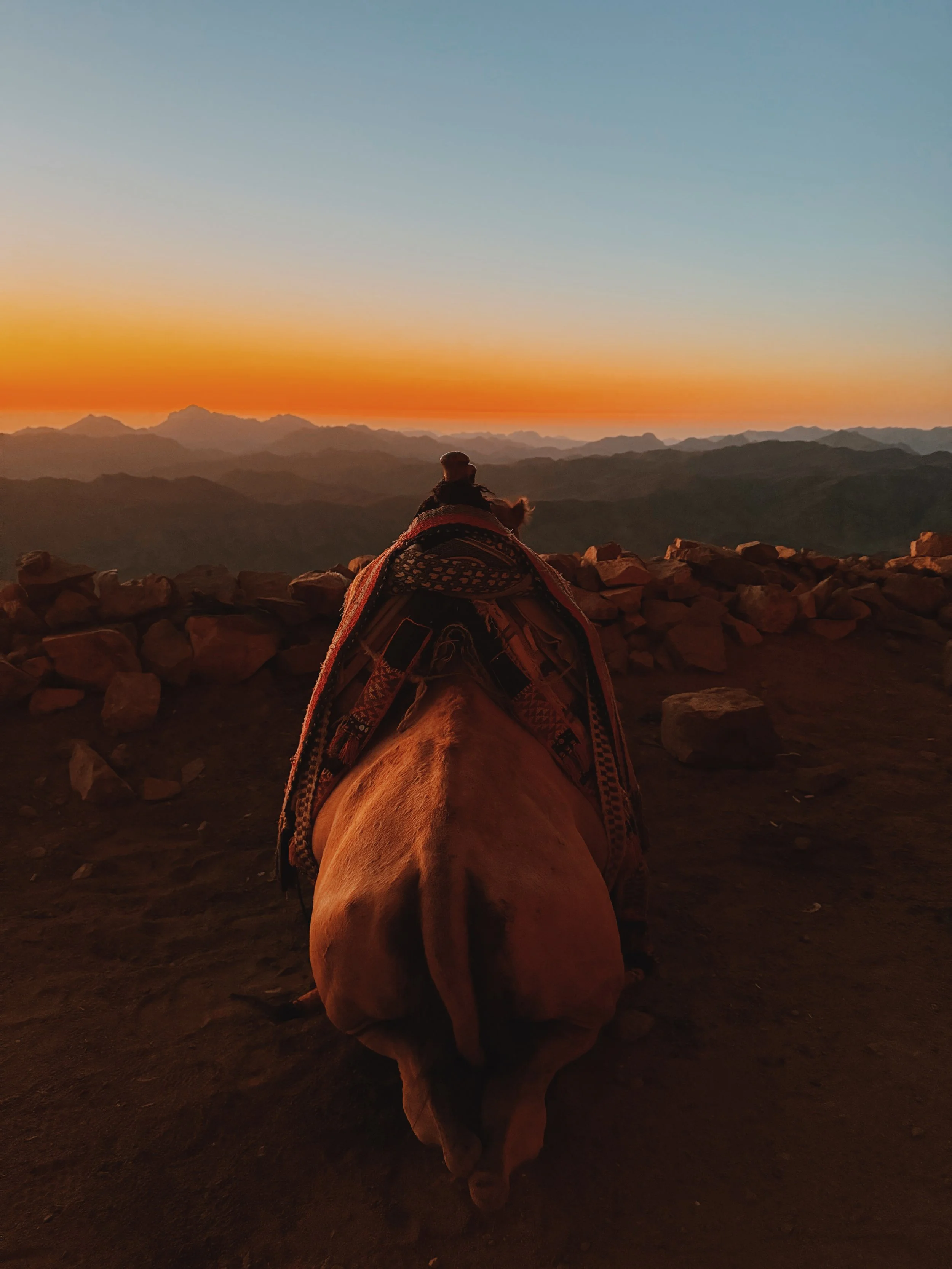 Saddled camel resting on the summit of Mount Sinai, facing layers of mountains glowing at sunrise