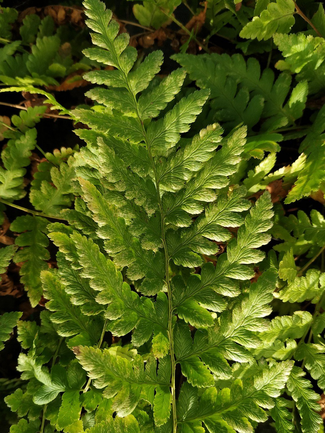 Dryopteris cristata-Détail-002.jpg