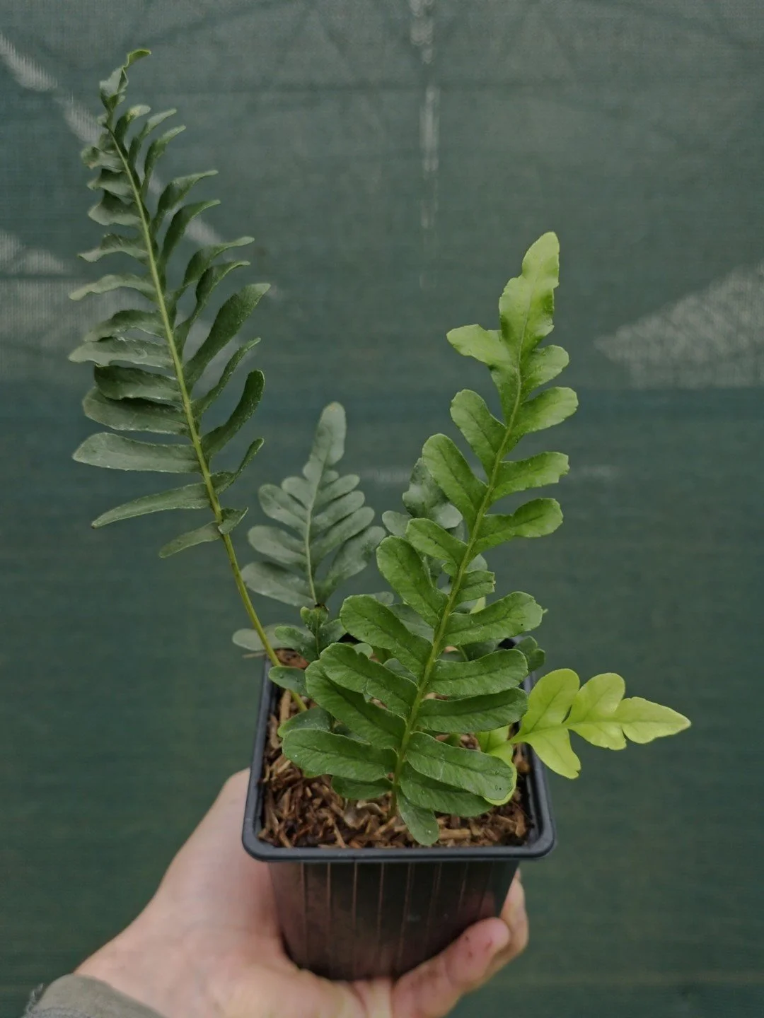 Polypodium scouleri-Godet de 9 cm-001.jpg