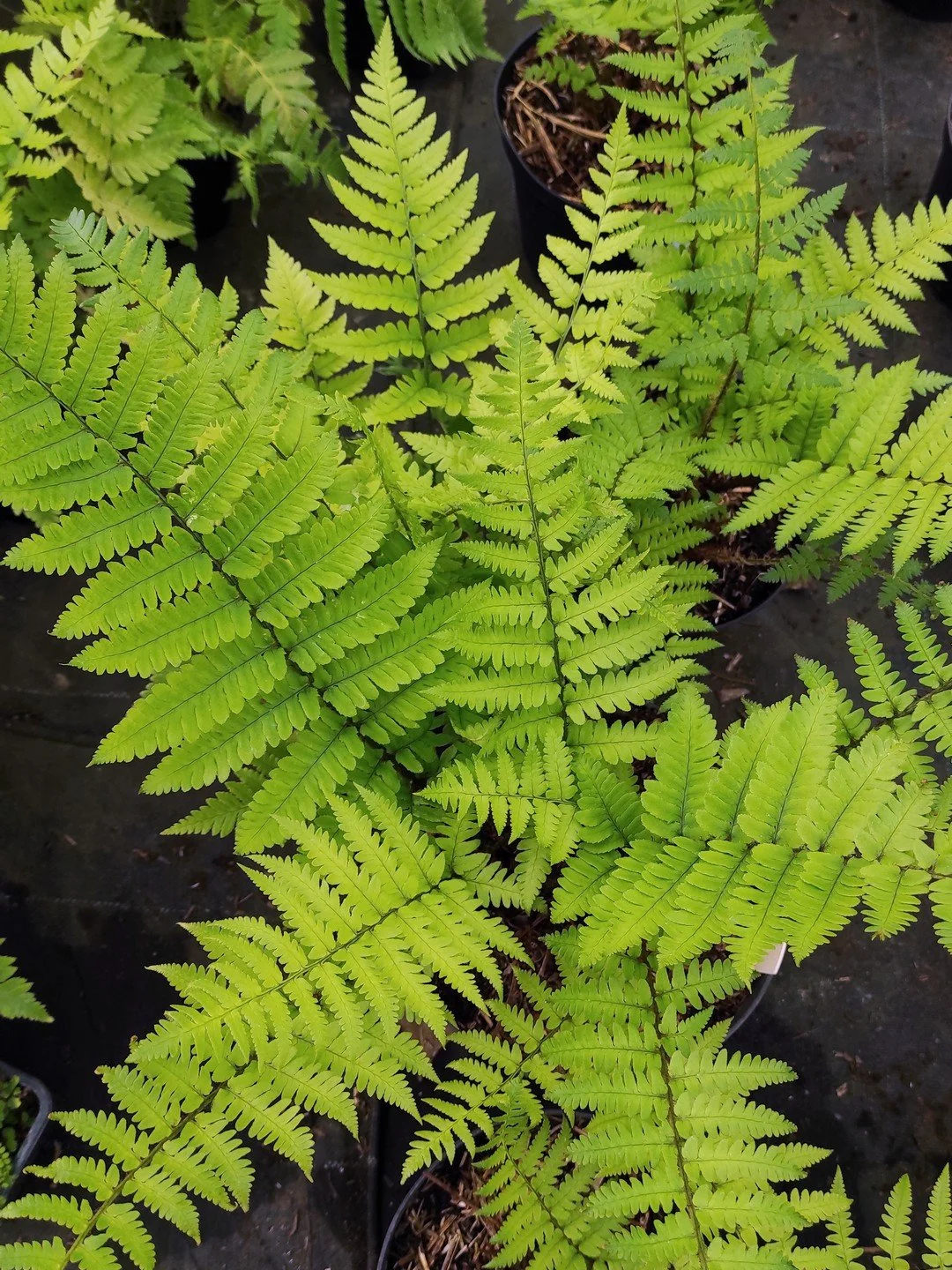 Dryopteris uniformis