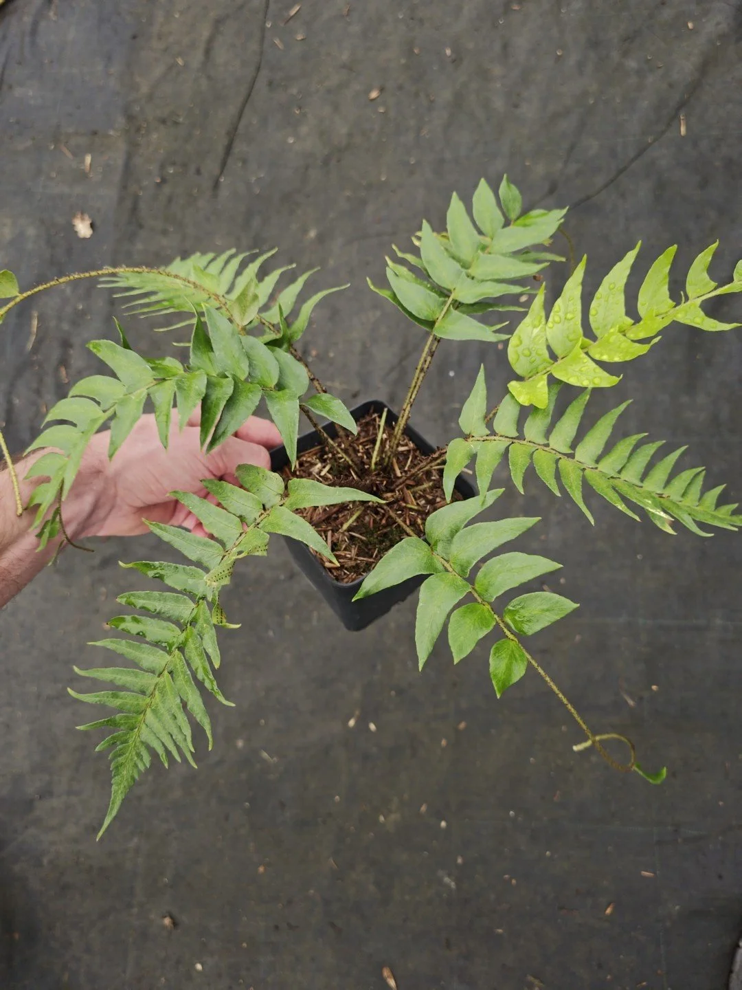 Polystichum lepidocaulon-Pot de 1 litre-001.jpg