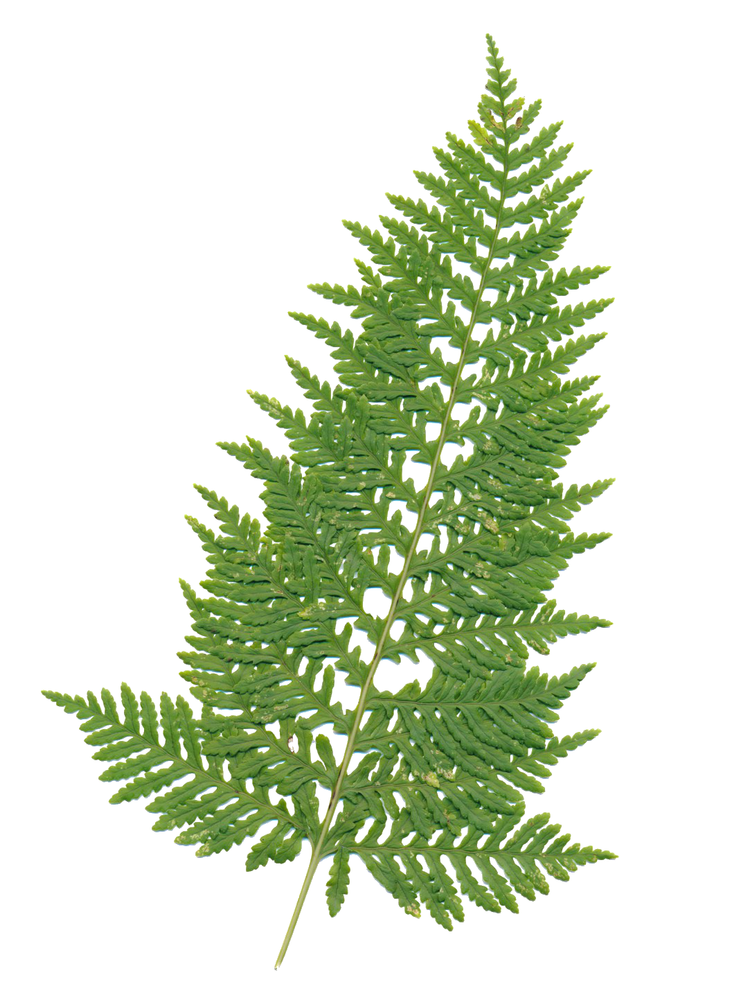 Polypodium × mantoniae 'Cornubiense Foliosum'-Détail-001.png