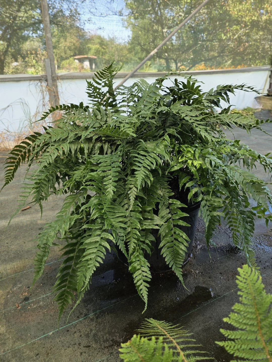 Diplazium wichurae-Contexte-002.jpg