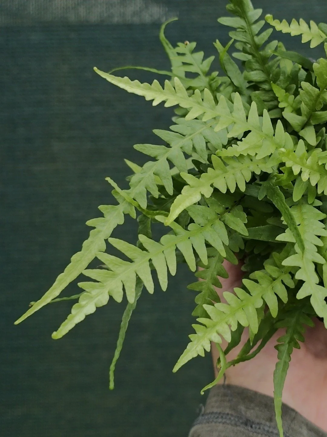 Asplenium tutwilerae-Détail-001.jpg