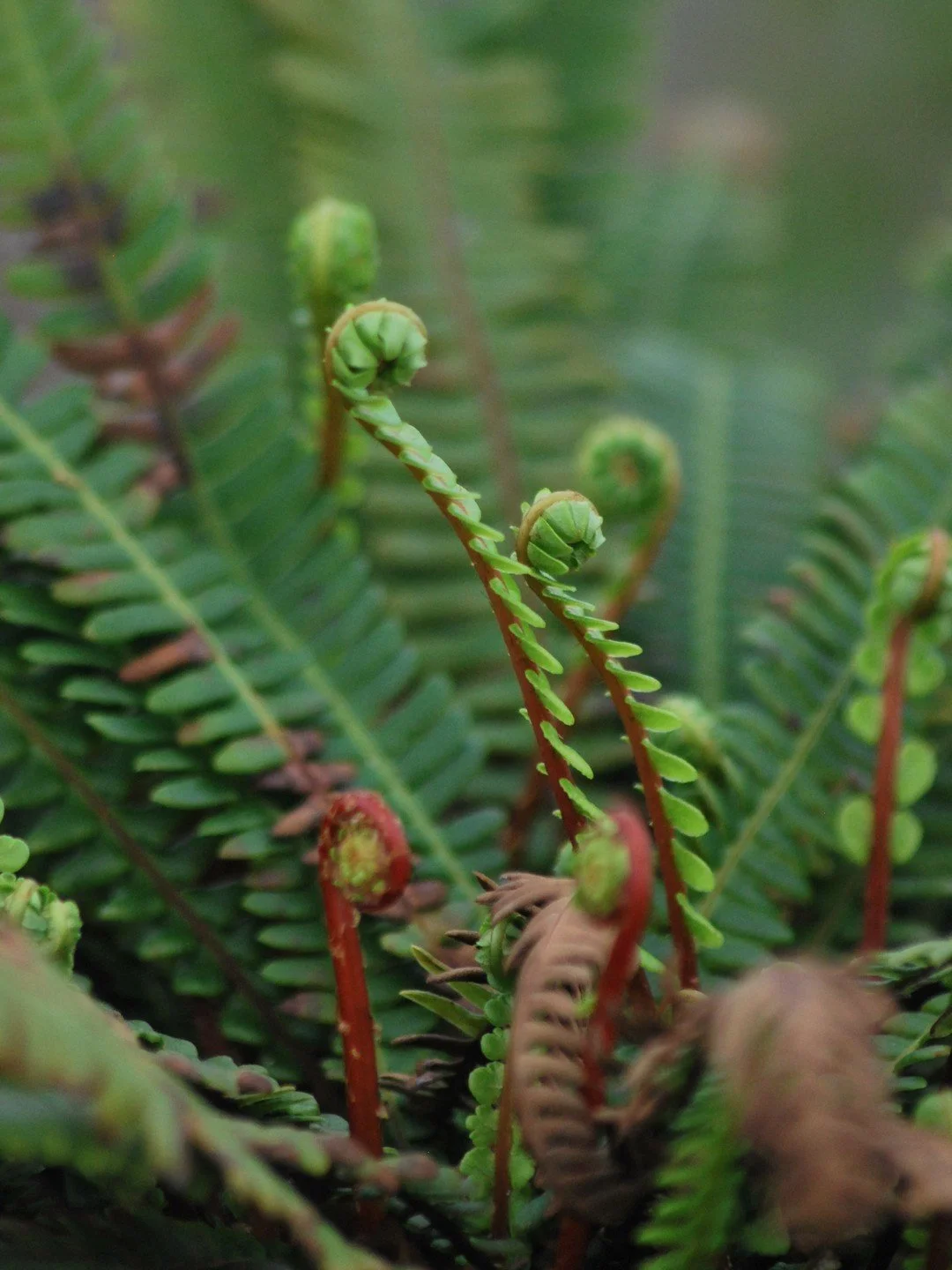 Struthiopteris spicant-Détail-001.jpg