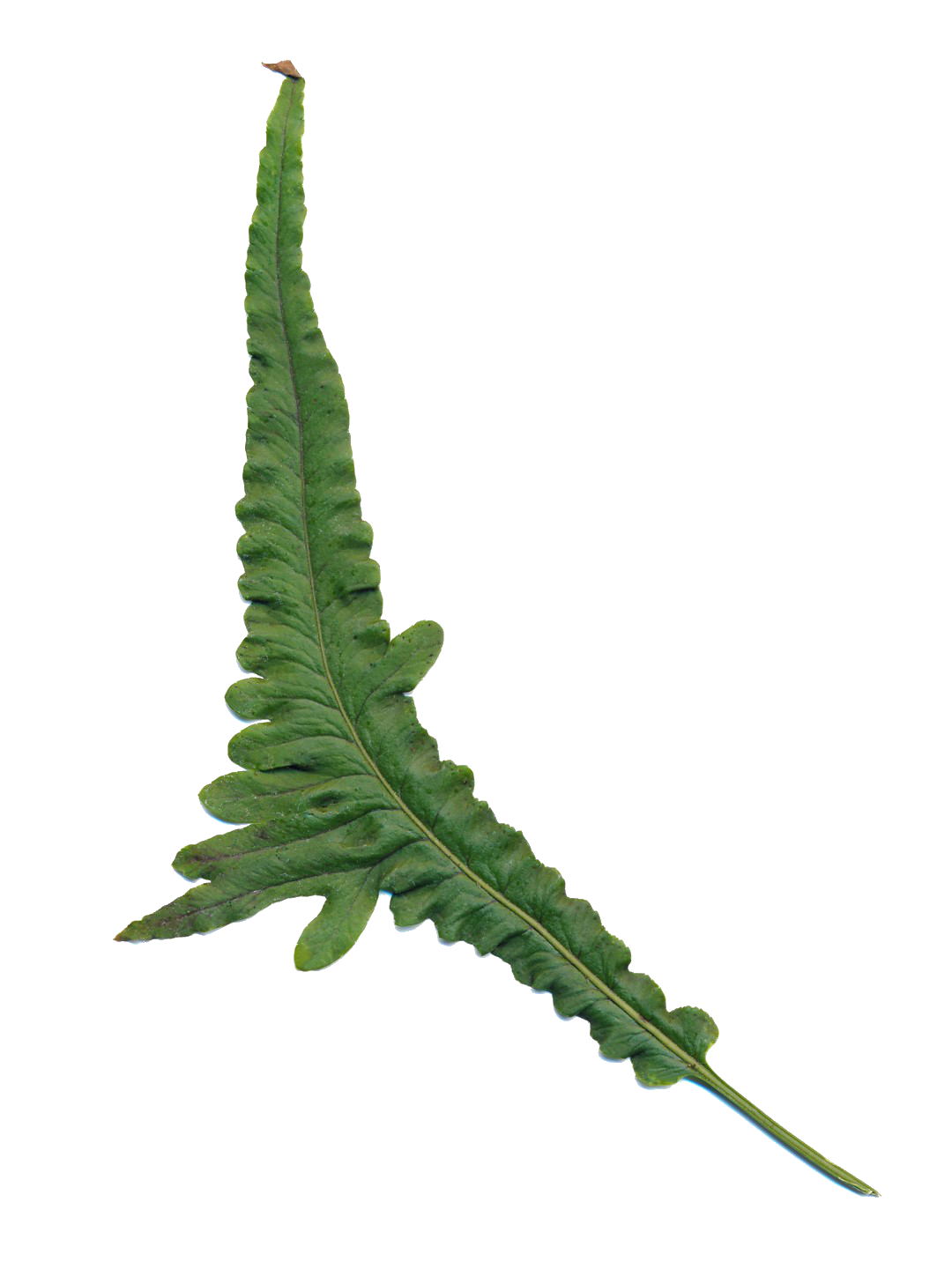 Polypodium cambricum 'Macrostachyon Lineare'-Détail-002.png