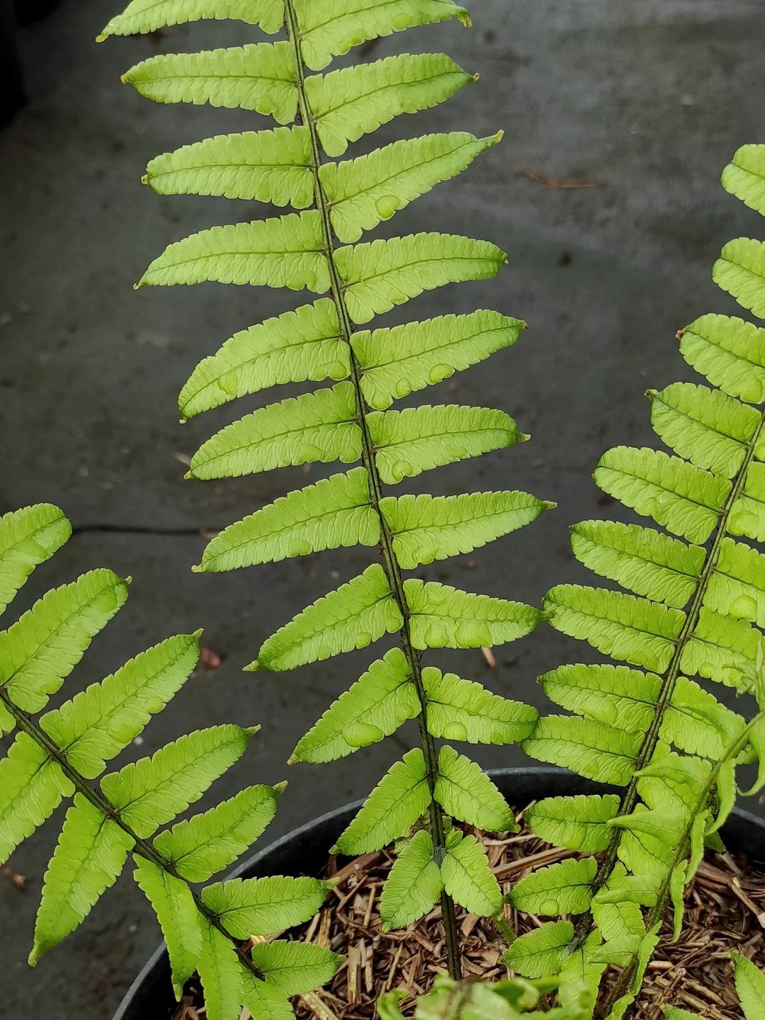 Dryopteris dickinsii-Détail-002.jpg