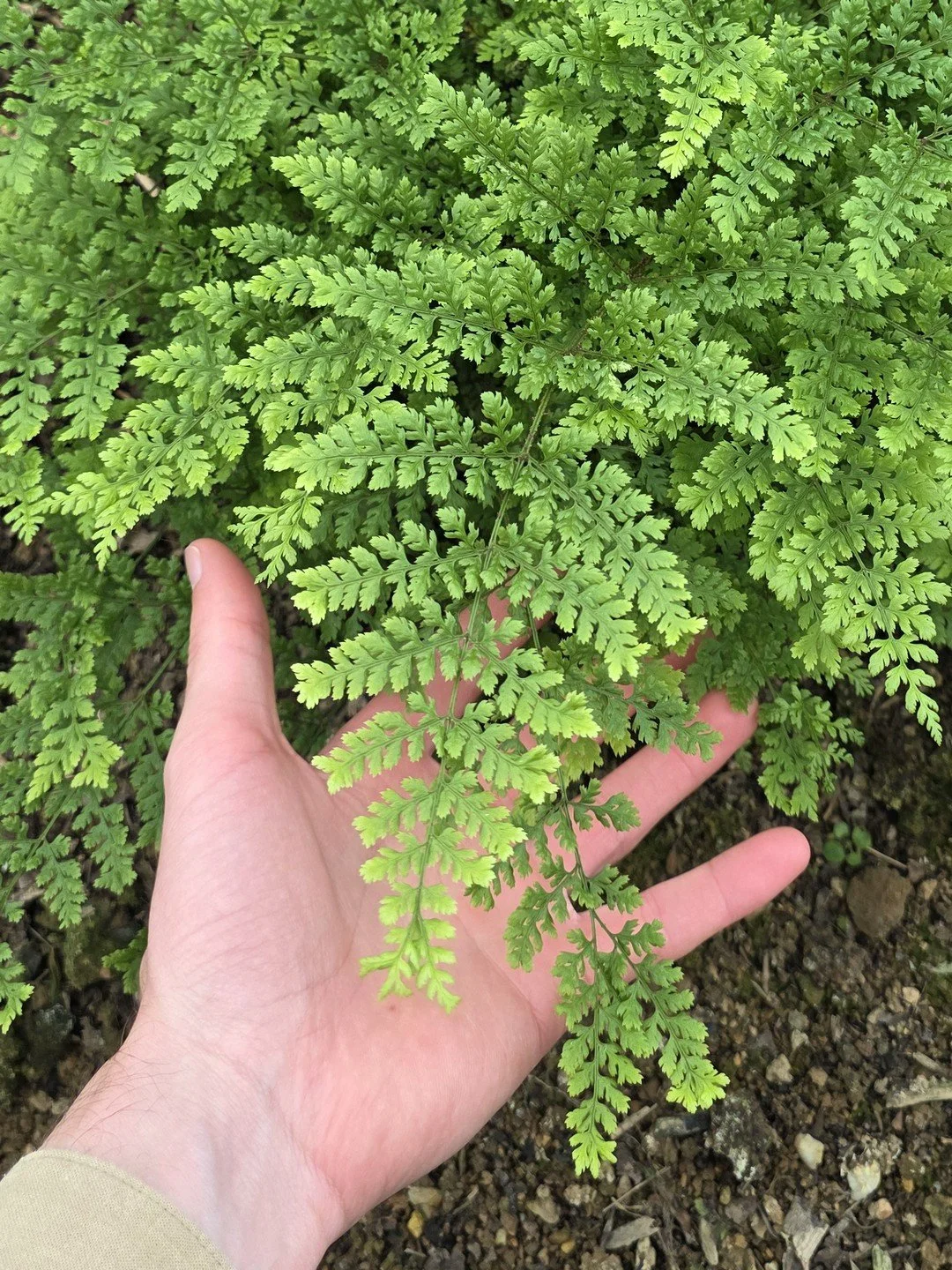 Dryopteris dilatata 'Lepidota Crispa Cristata'-Détail-001.jpg