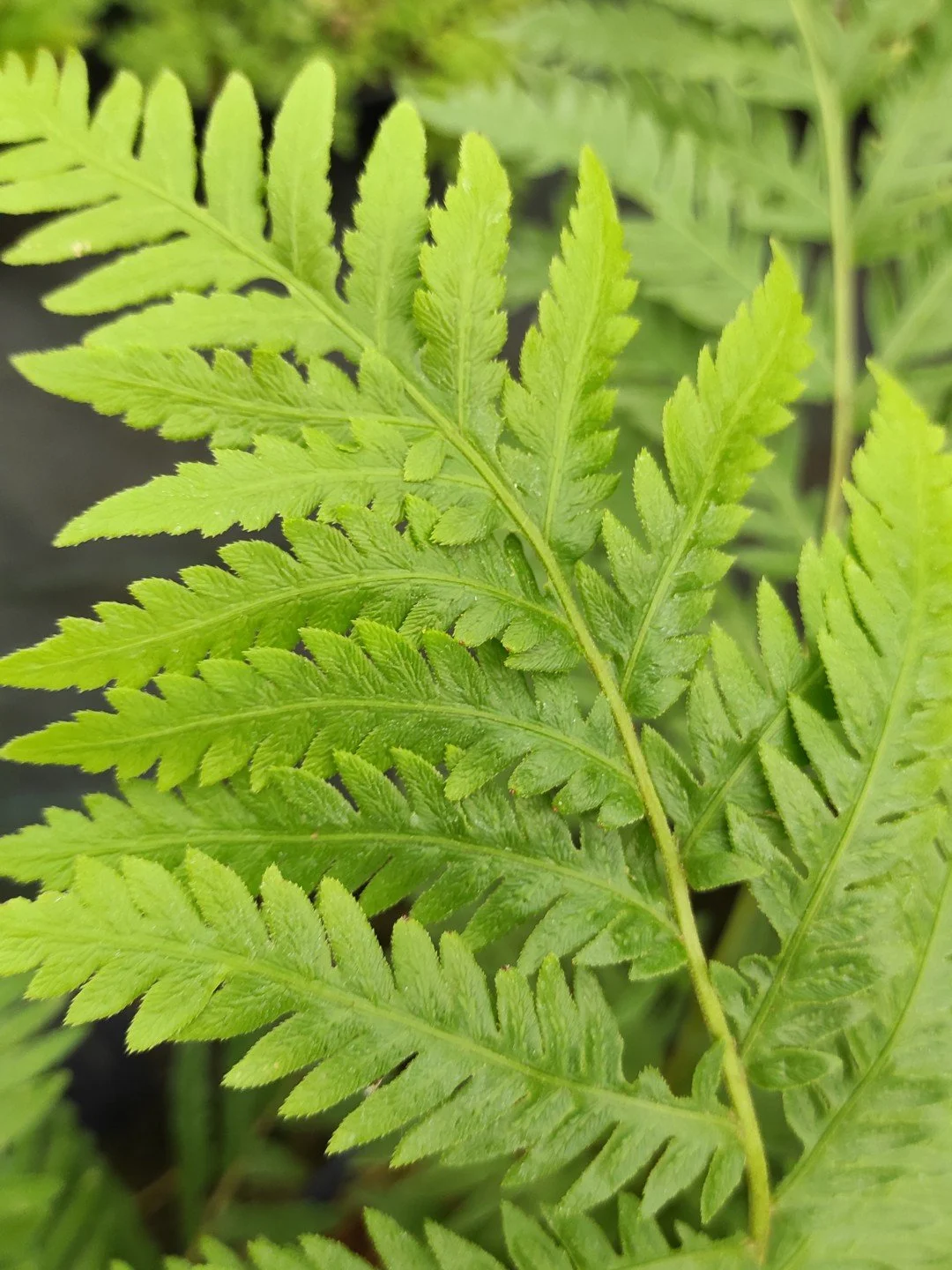 Woodwardia fimbriata-Détail-002.jpg