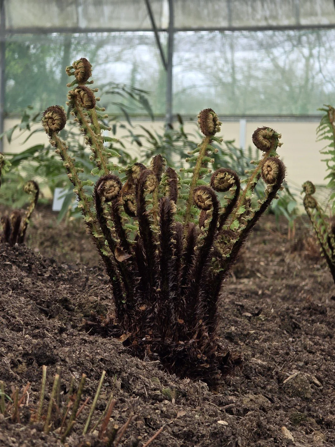 Dryopteris crassirhizoma