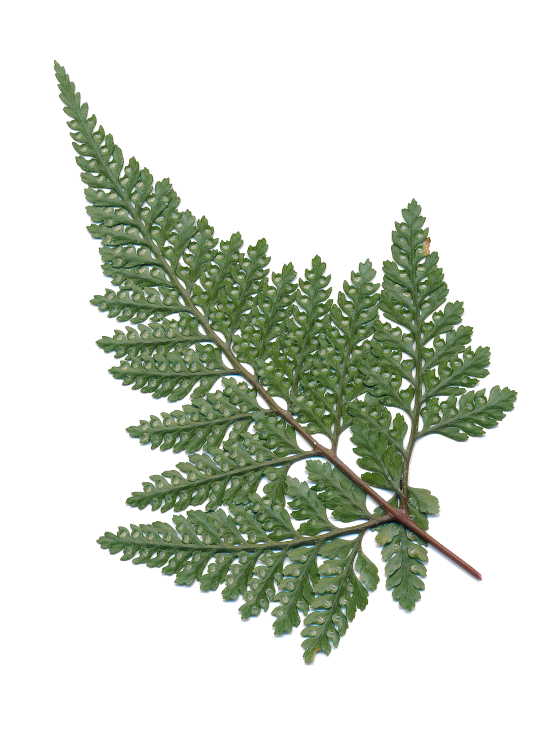 Davallia tyermannii 'Sekka'