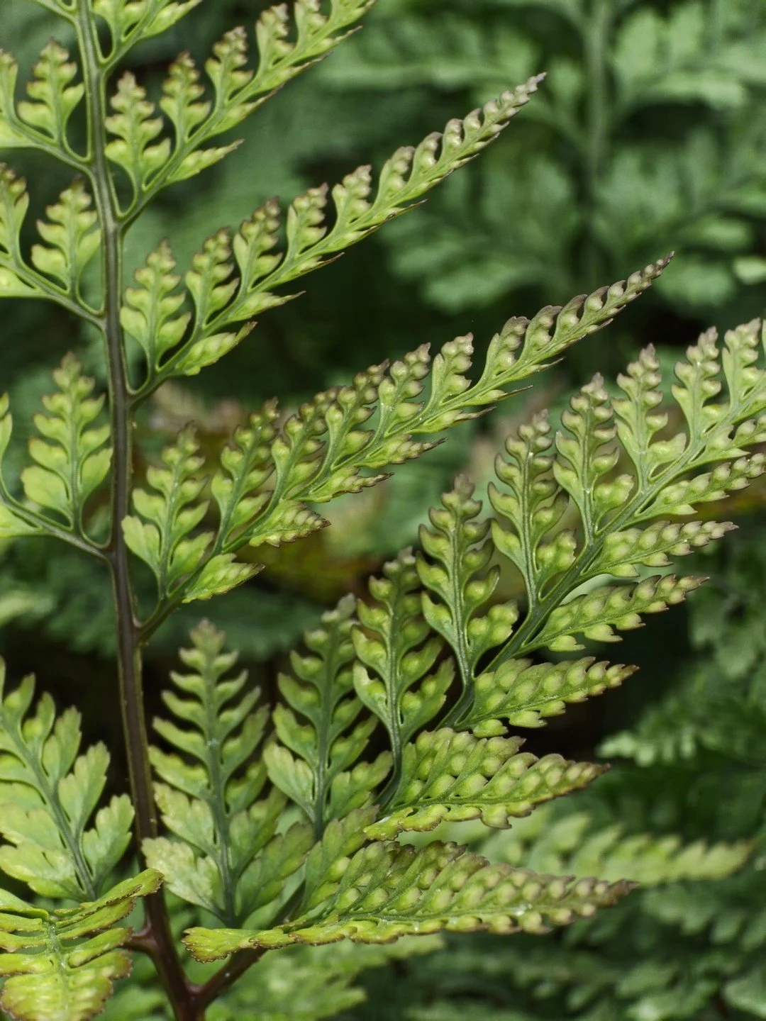 Davallia tyermannii-Détail-003.jpg