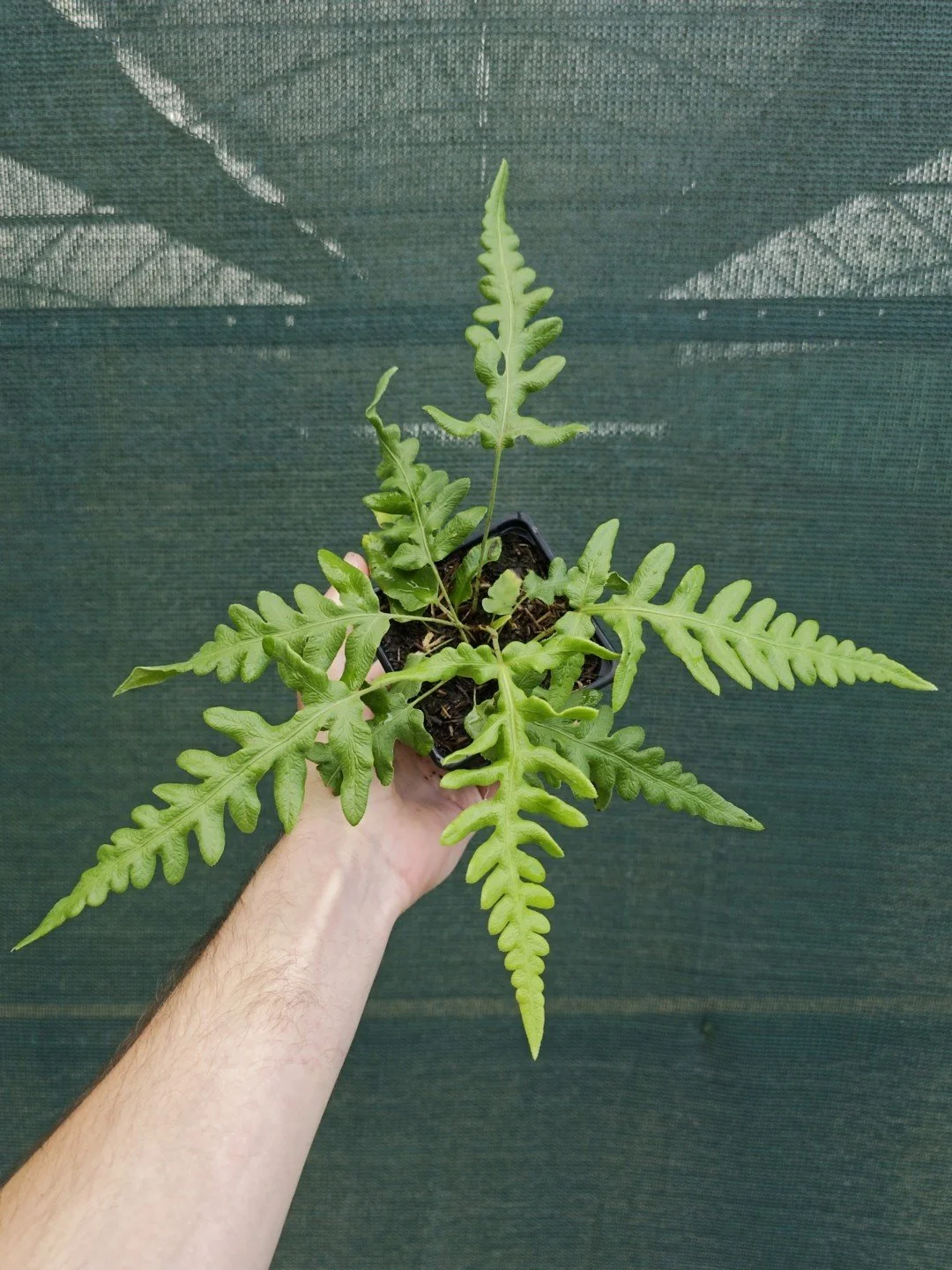 Woodwardia orientalis-Godet de 9 cm-001.jpg