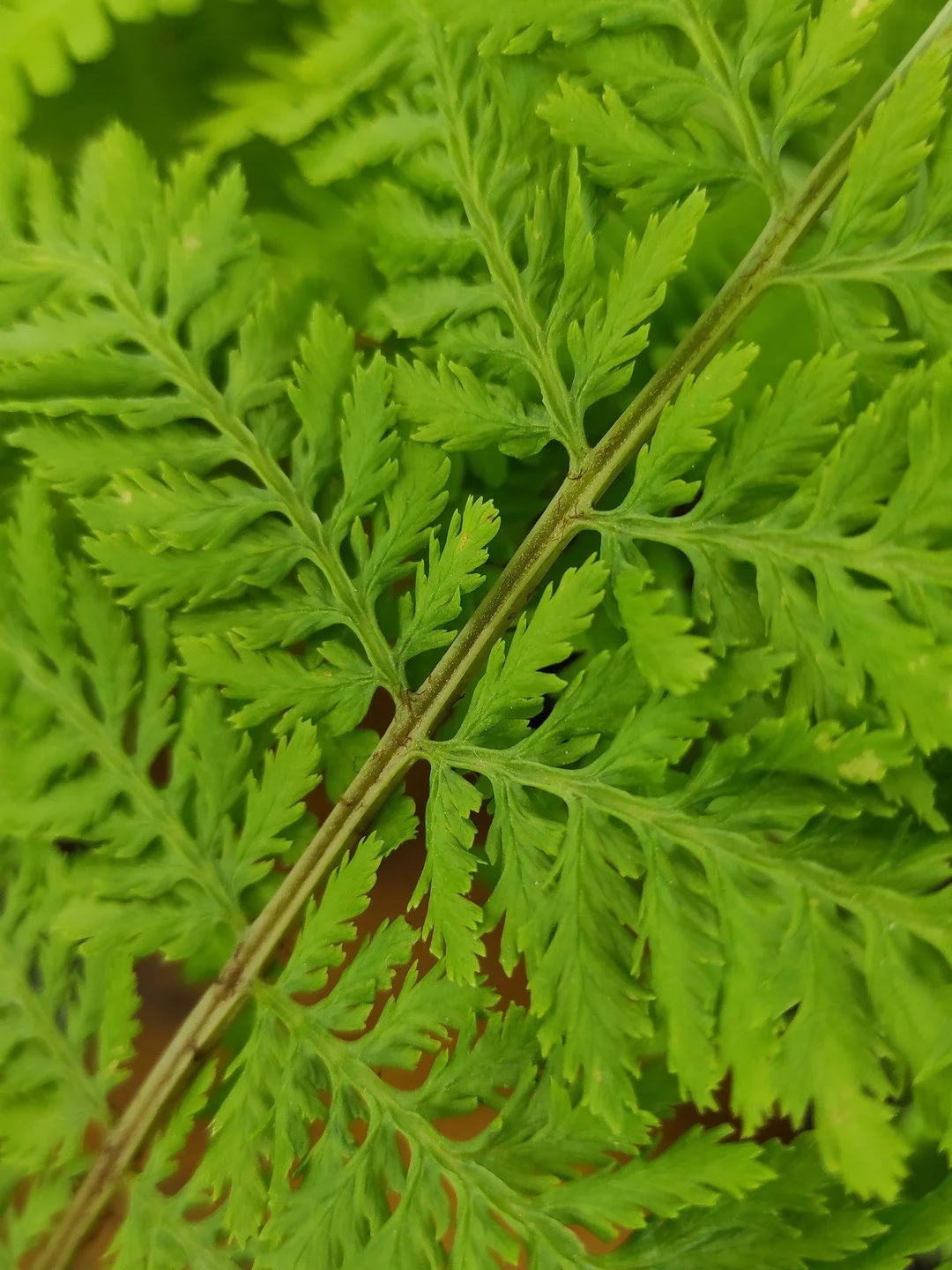 Athyrium filix-femina 'Vernoniae'-Détail-001.jpg