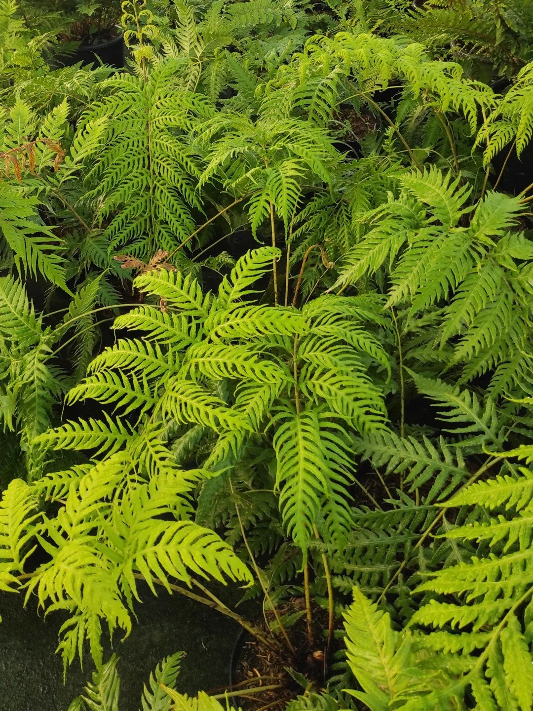 Woodwardia radicans