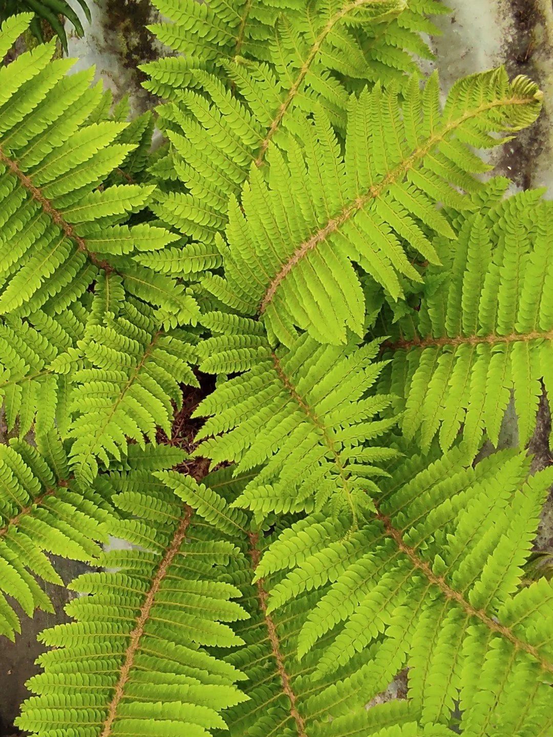 Polystichum retrosopaleaceum