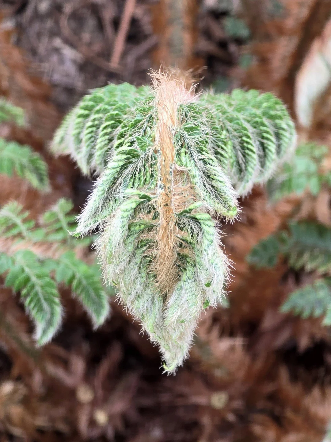 Polystichum polyblepharon-Détail-001.jpg