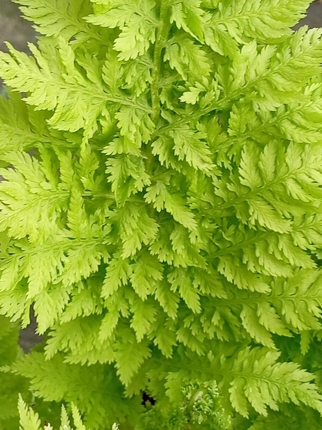 Athyrium filix-femina 'Congestum'-Détail-002.jpg