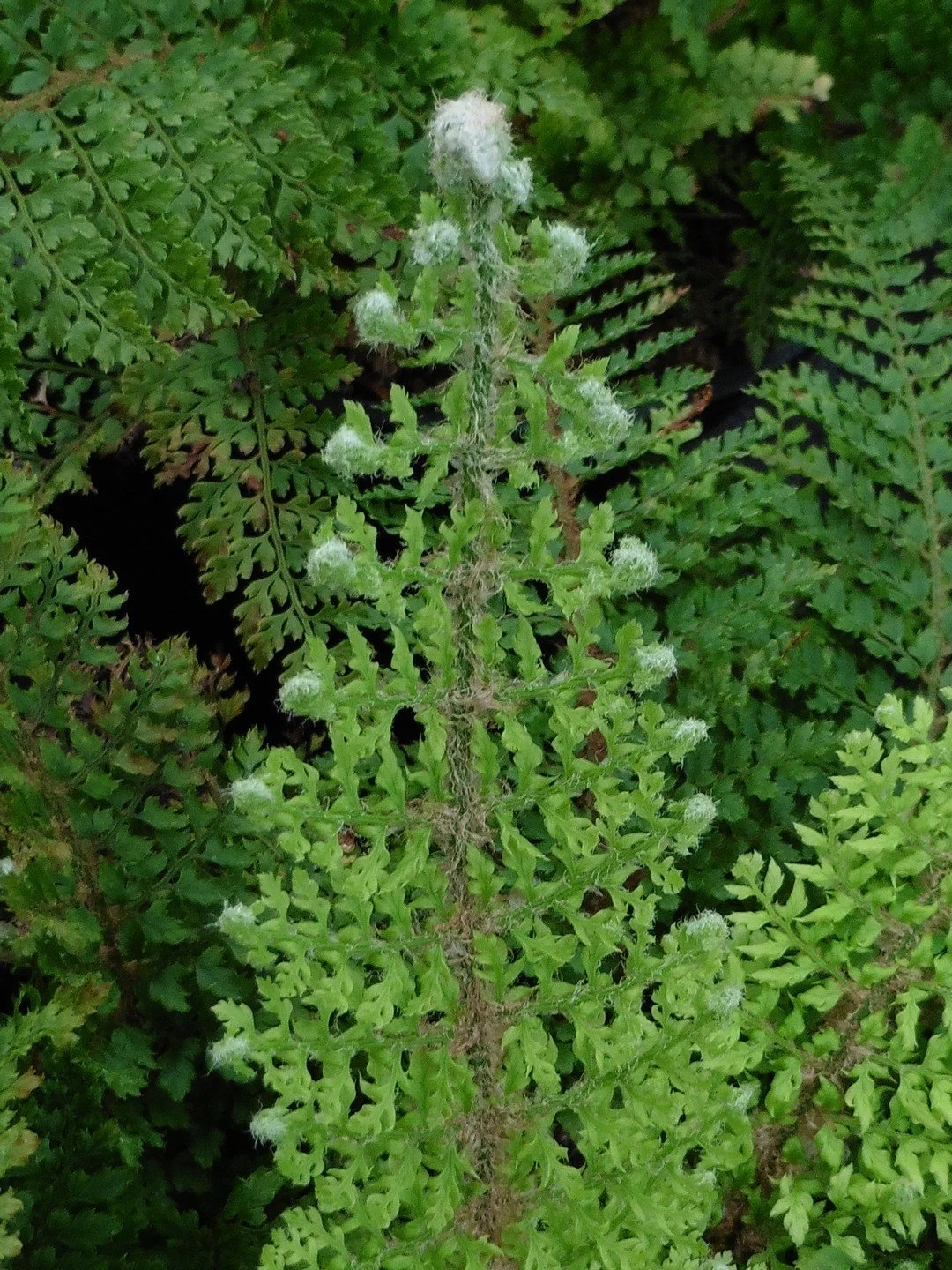 Polystichum setiferum Plumoso-multilobum Group