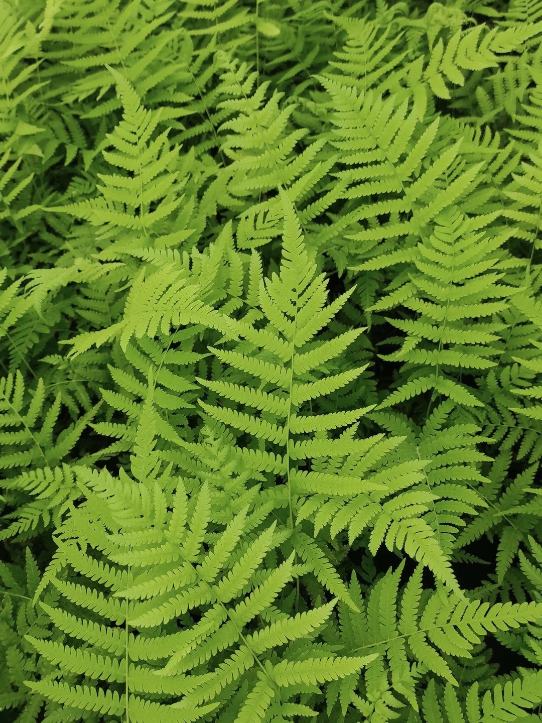 Pelazoneuron kunthii