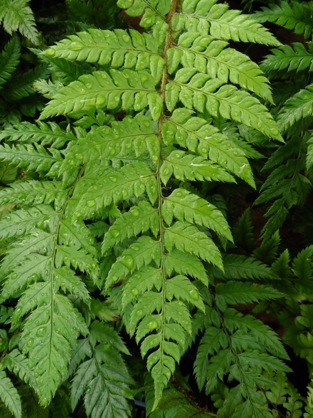 Polystichum rigens