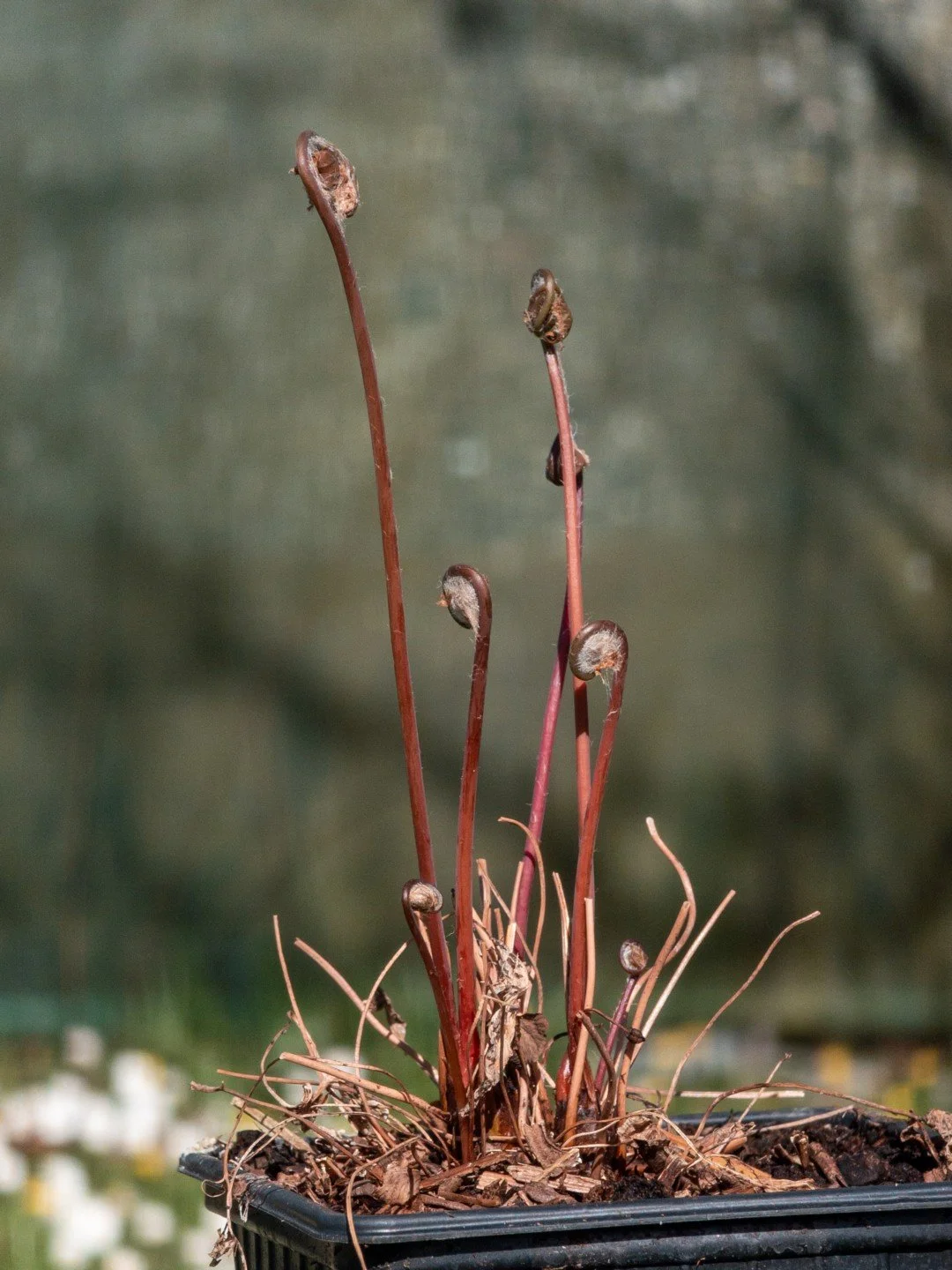 Osmunda regalis 'Purpurascens'