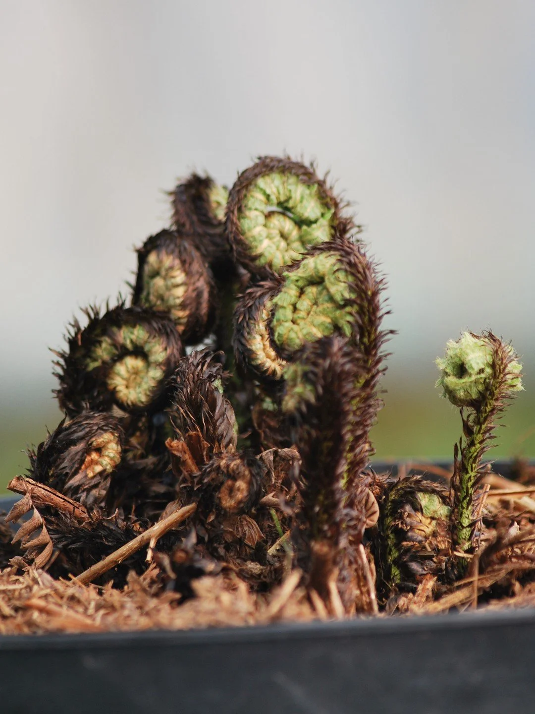 Dryopteris crassirhizoma-Détail-001.JPG