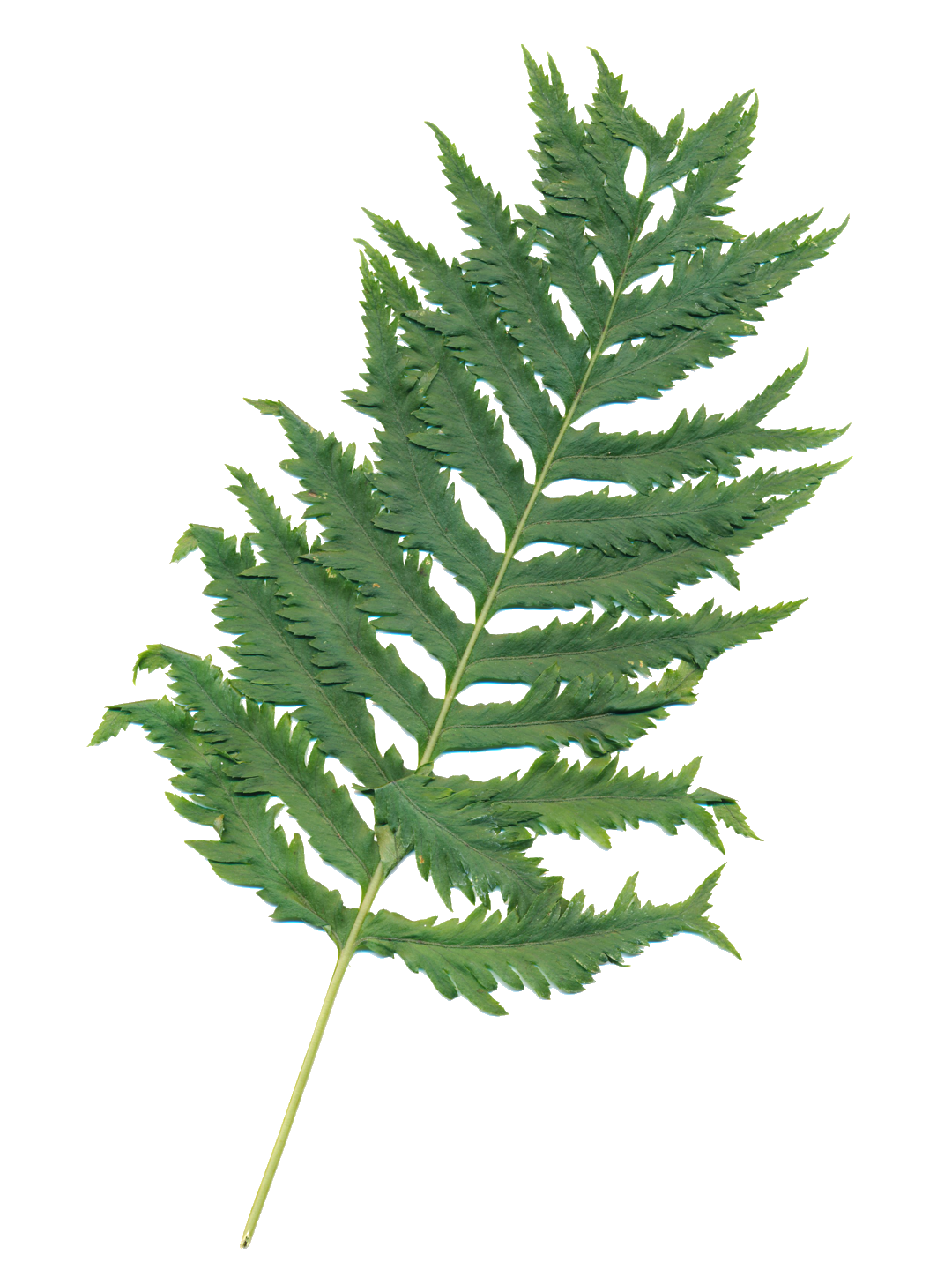 Polypodium 'Sarah Lyman'-Détail-001.png