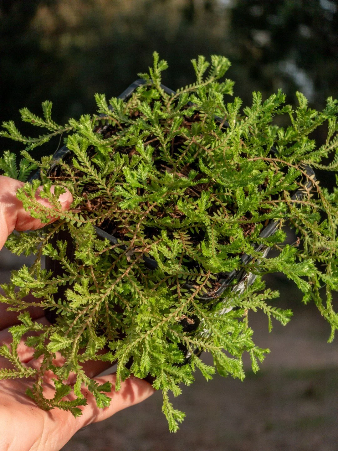 Selaginella kraussiana-Godet de 9 cm-001.jpg