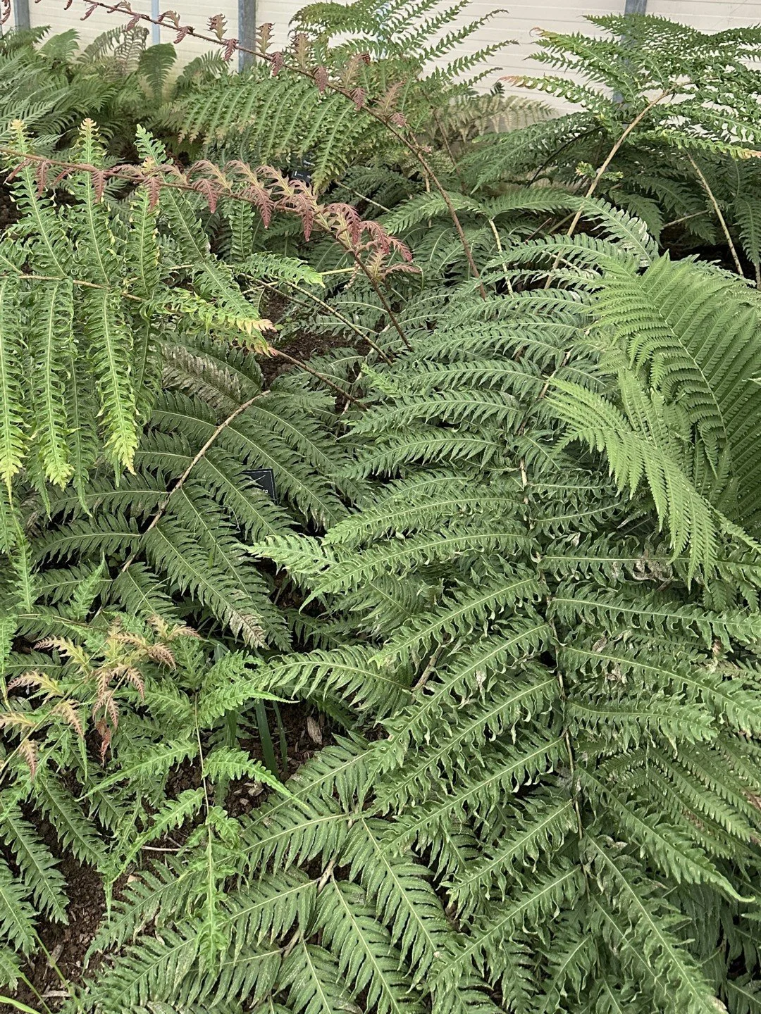 Woodwardia unigemmata (forme ondulée)