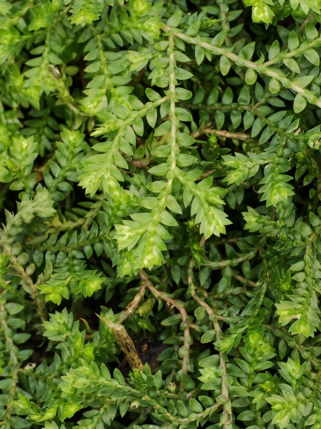 Selaginella kraussiana