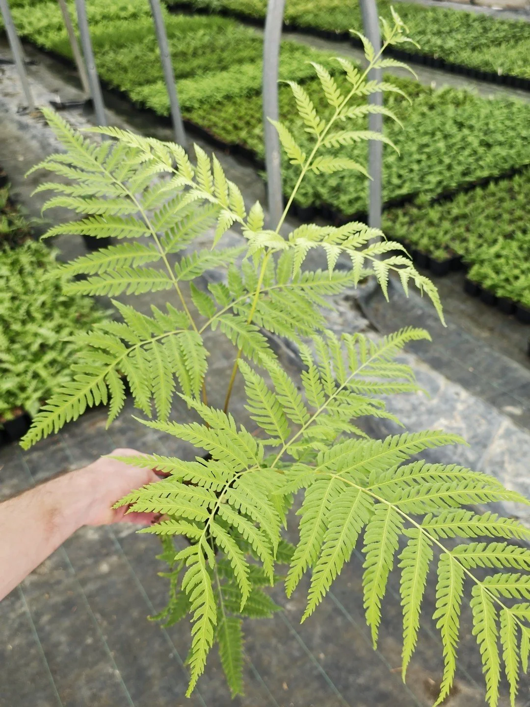 Pteris wallichiana (forme précoce)-Godet de 9 cm-001.jpg