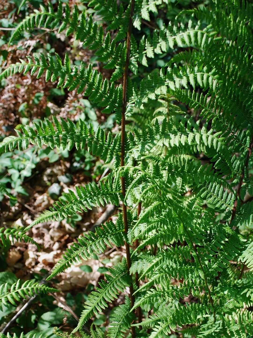Dryopteris dilatata