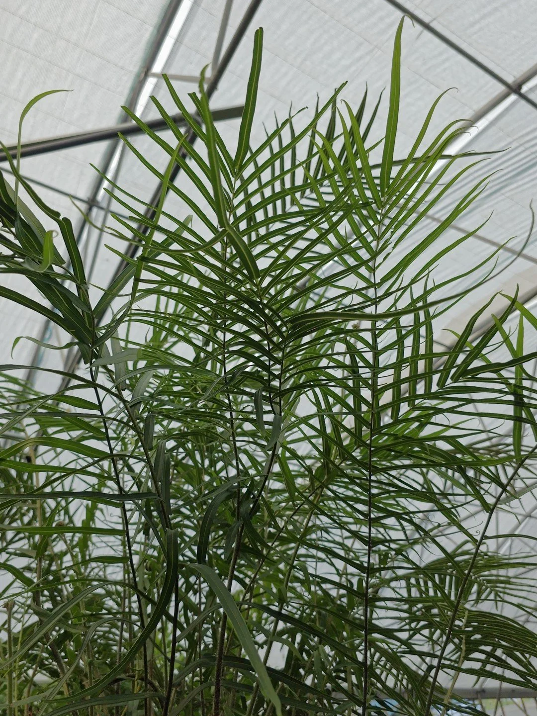 Pteris vittata-Détail-002.jpg