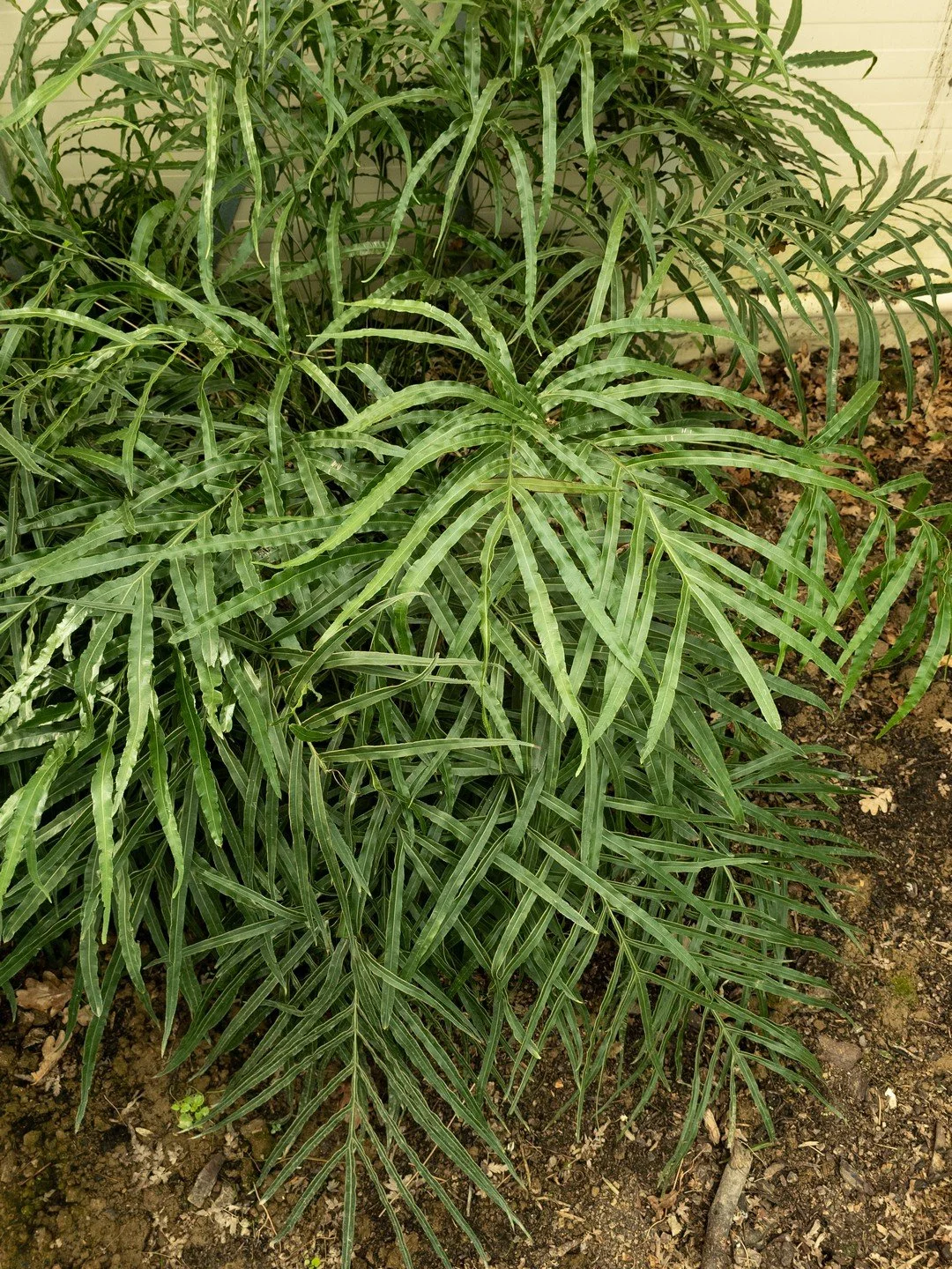 Pteris umbrosa