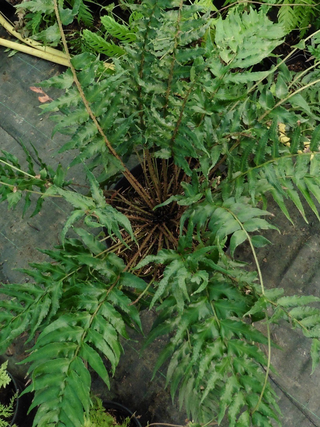 Polystichum lepidocaulon