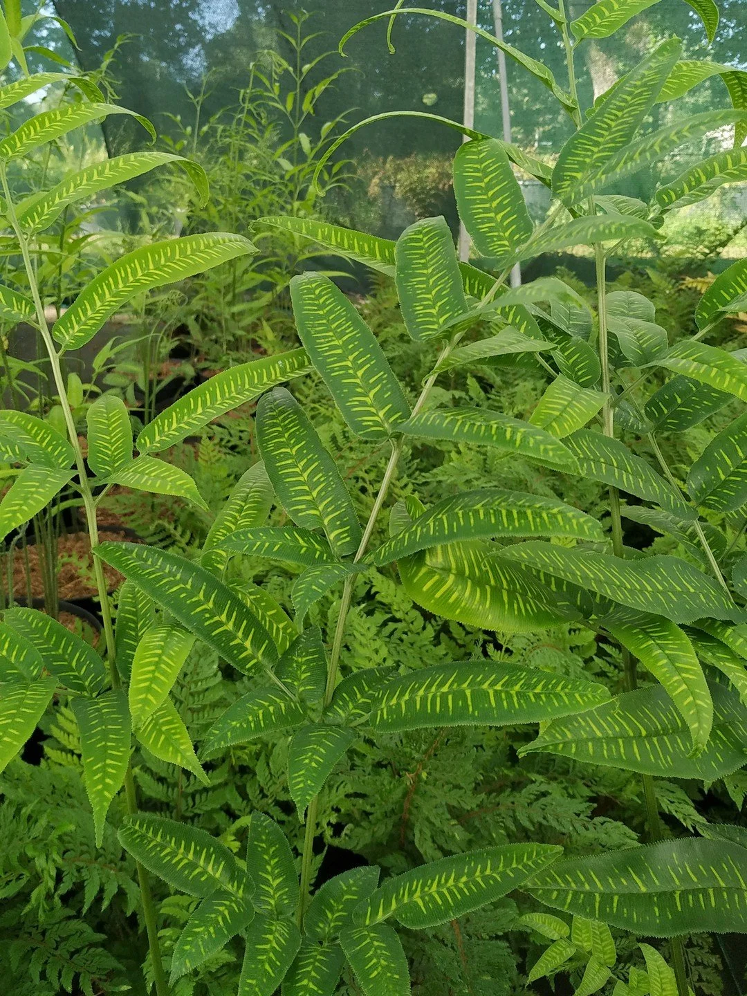 Coniogramme emeiensis 'Golden Zebra'