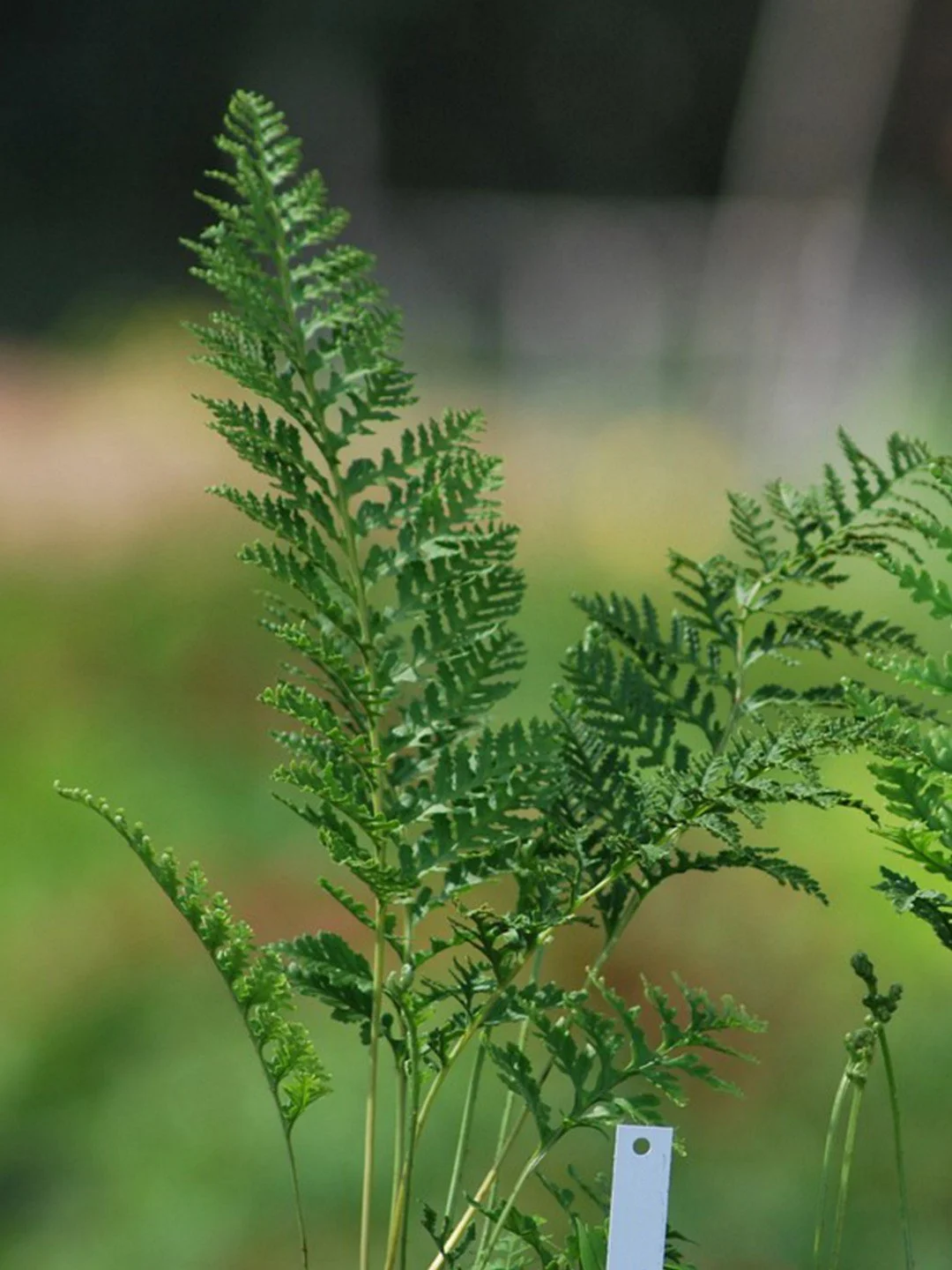 Polypodium × mantoniae 'Cornubiense Foliosum'-Détail-002.jpg