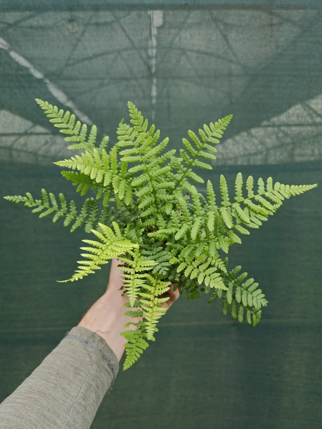 Dryopteris affinis-Godet de 9 cm-001.jpg