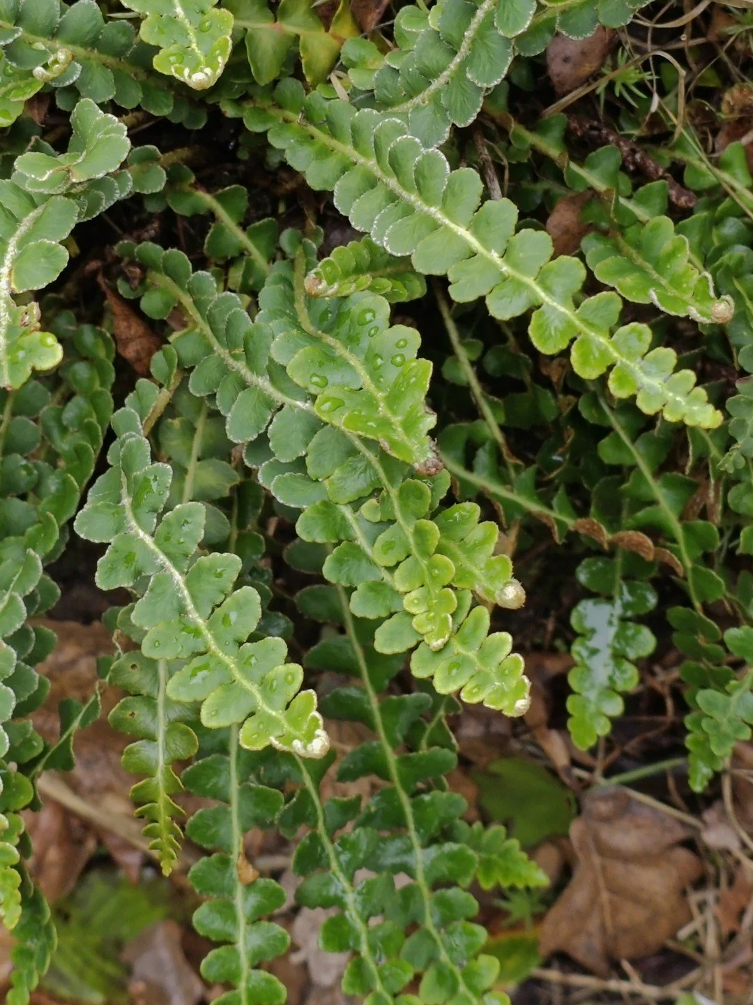 Asplenium ceterach-Détail-001.jpg