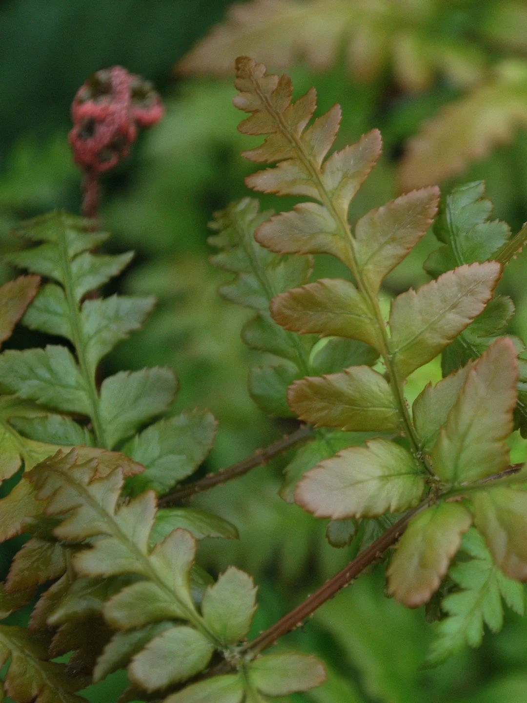 Dryopteris erythrosora 'Gracilis'
