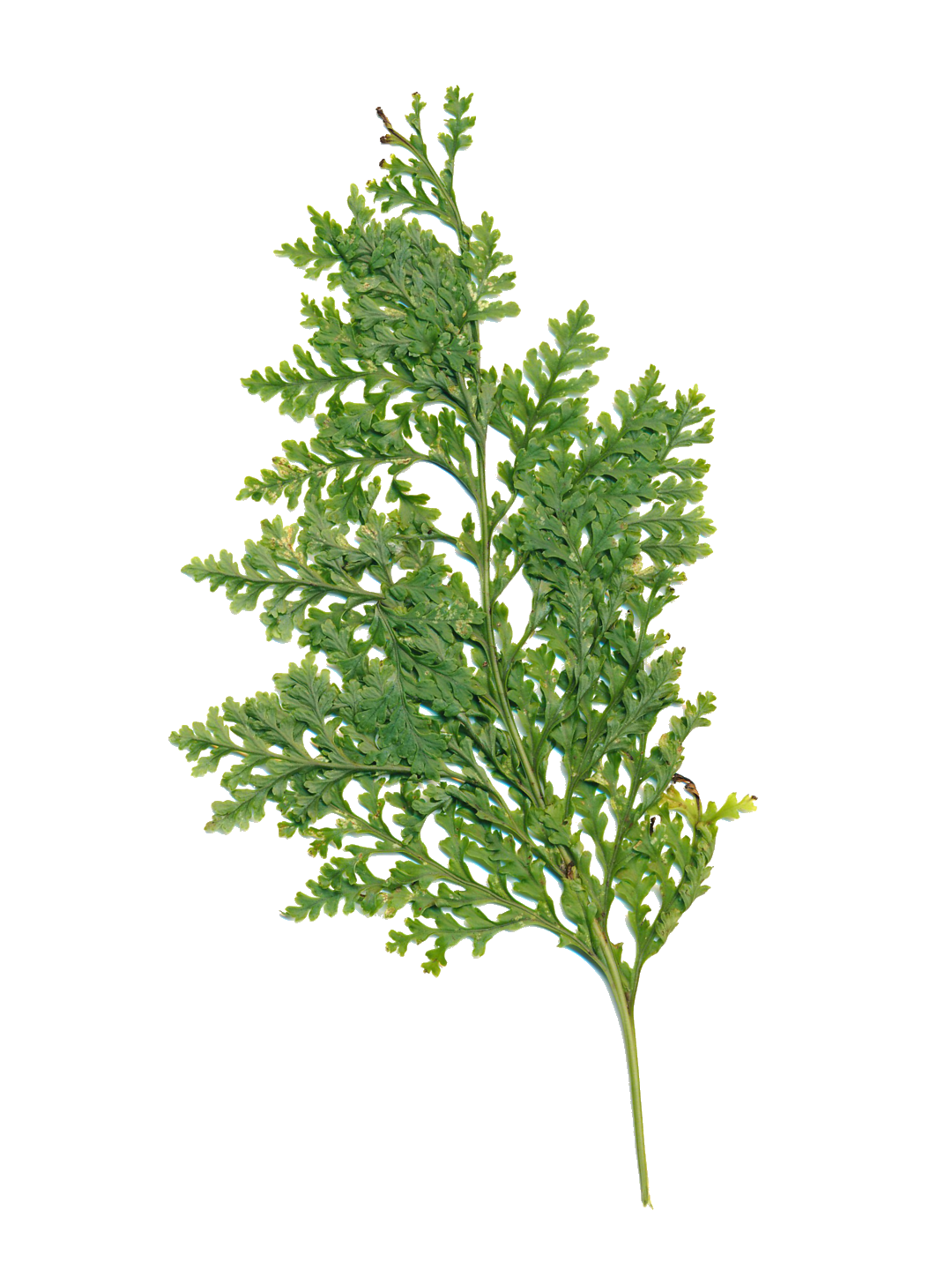 Polypodium vulgare 'Parsley'-Détail-002.png